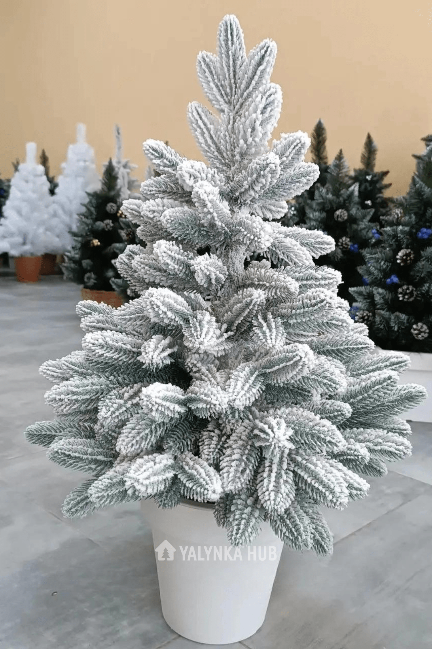 Віп Роял у горщику "Snow"